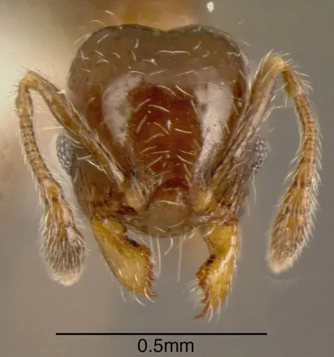 Pheidole truncula specimen CASENT0635537 image casent0635537_1