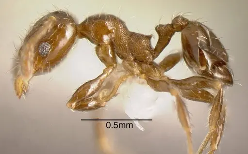 Pheidole truncula specimen CASENT0635537 image casent0635537_2
