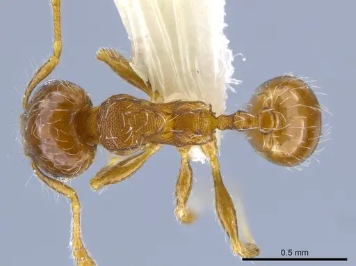 Pheidole truncula specimen CASENT0635907 image casent0635907_1