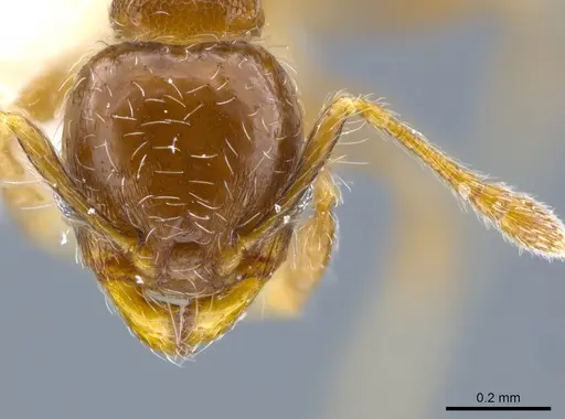 Pheidole truncula specimen CASENT0635907 image casent0635907_2