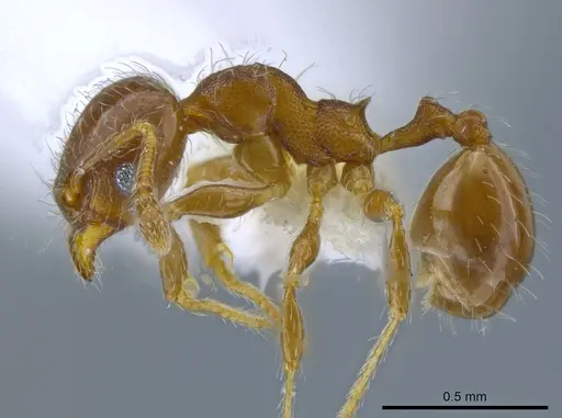 Pheidole truncula specimen CASENT0635907 image casent0635907_3