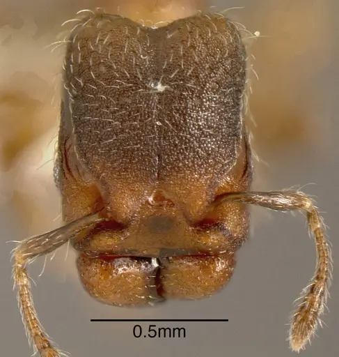 Pheidole truncula specimen INBIOCRI001283920 image inbiocri001283920_1