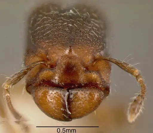 Pheidole truncula specimen INBIOCRI001283920 image inbiocri001283920_2