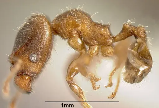 Pheidole truncula specimen INBIOCRI001283920 image inbiocri001283920_3