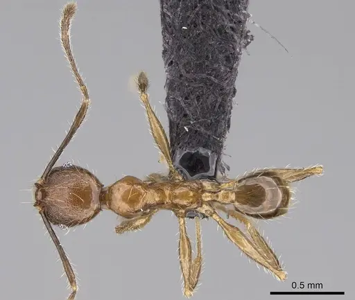 Pheidole tsaravoniana specimen CASENT0163949 image casent0163949_1