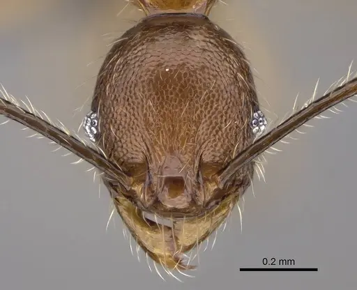 Pheidole tsaravoniana specimen CASENT0163949 image casent0163949_2