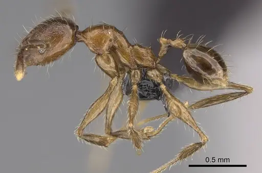 Pheidole tsaravoniana specimen CASENT0163949 image casent0163949_3