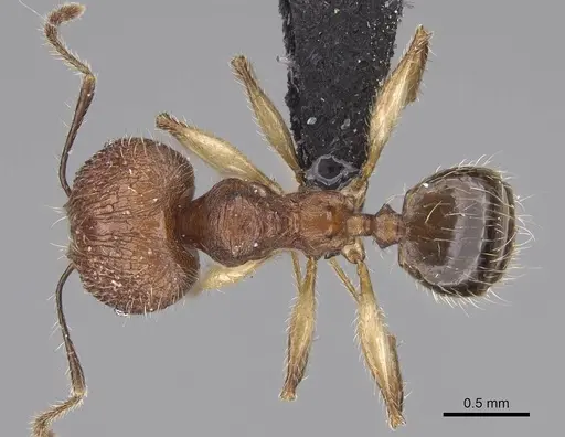 Pheidole tsaravoniana specimen CASENT0164033 image casent0164033_1