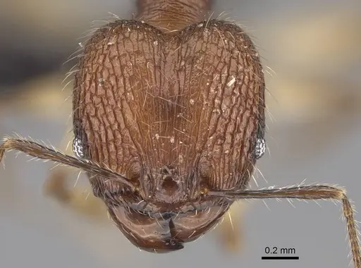 Pheidole tsaravoniana specimen CASENT0164033 image casent0164033_2