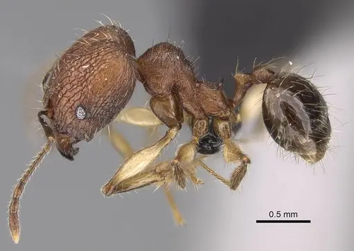 Pheidole tsaravoniana specimen CASENT0164033 image casent0164033_3