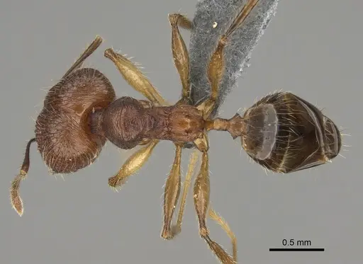 Pheidole tsaravoniana specimen CASENT0300007 image casent0300007_1