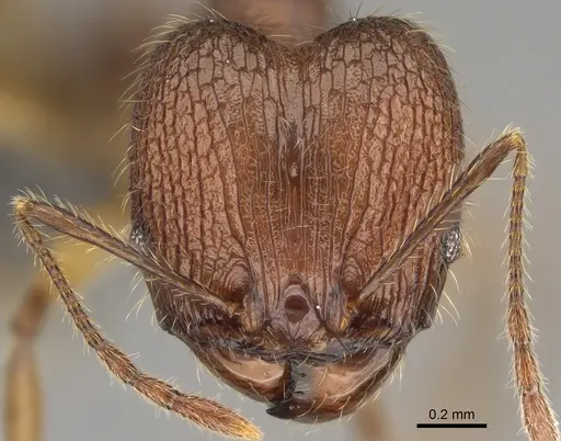 Pheidole tsaravoniana specimen CASENT0300007 image casent0300007_2