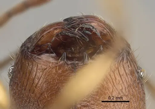 Pheidole tsaravoniana specimen CASENT0300007 image casent0300007_3