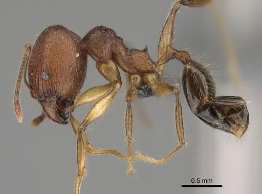 Pheidole tsaravoniana specimen CASENT0300007 image casent0300007_4