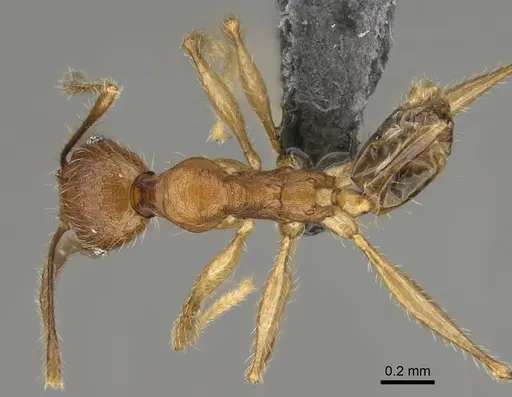 Pheidole tsaravoniana specimen CASENT0923286 image casent0923286_1