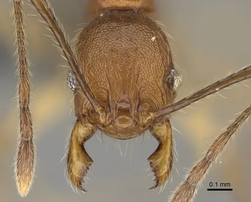Pheidole tsaravoniana specimen CASENT0923286 image casent0923286_2