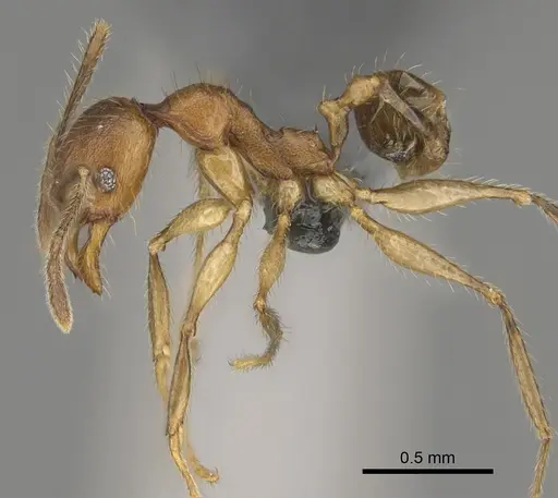 Pheidole tsaravoniana specimen CASENT0923286 image casent0923286_3