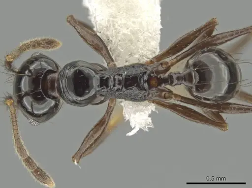 Pheidole tschinkeli specimen CASENT0610637 image casent0610637_1