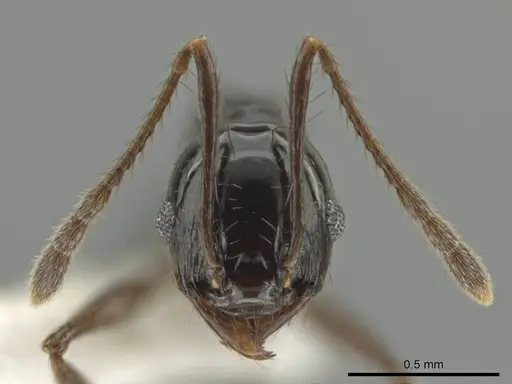 Pheidole tschinkeli specimen CASENT0610637 image casent0610637_2