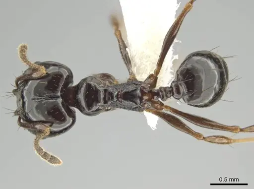 Pheidole tschinkeli specimen CASENT0610639 image casent0610639_1