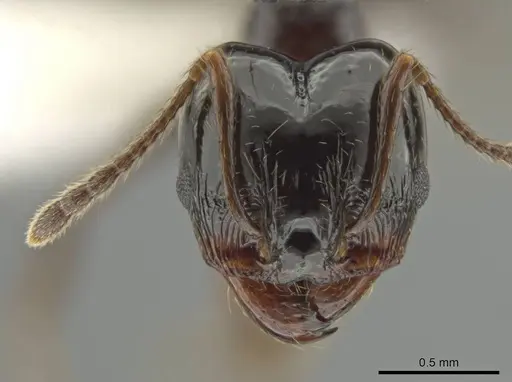 Pheidole tschinkeli specimen CASENT0610639 image casent0610639_2