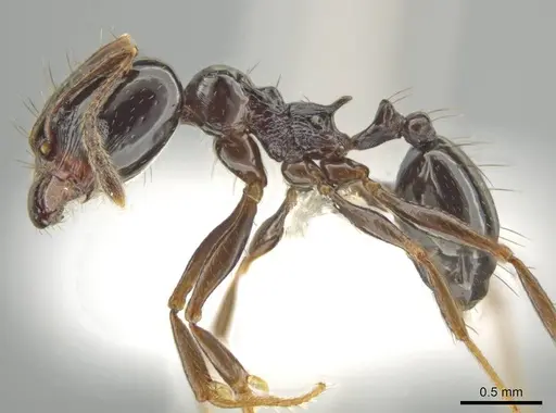 Pheidole tschinkeli specimen CASENT0610639 image casent0610639_3