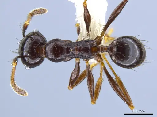 Pheidole tschinkeli specimen CASENT0629343 image casent0629343_1
