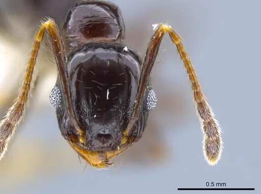 Pheidole tschinkeli specimen CASENT0629343 image casent0629343_2