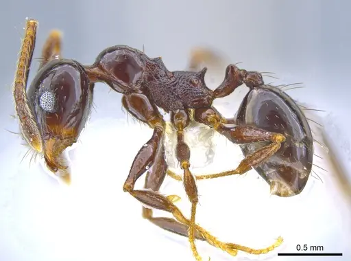 Pheidole tschinkeli specimen CASENT0629343 image casent0629343_3