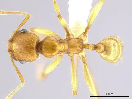 Pheidole tsontekonwei specimen CASENT0624314 image casent0624314_1