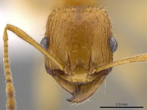 Pheidole tsontekonwei specimen CASENT0624314 image casent0624314_2