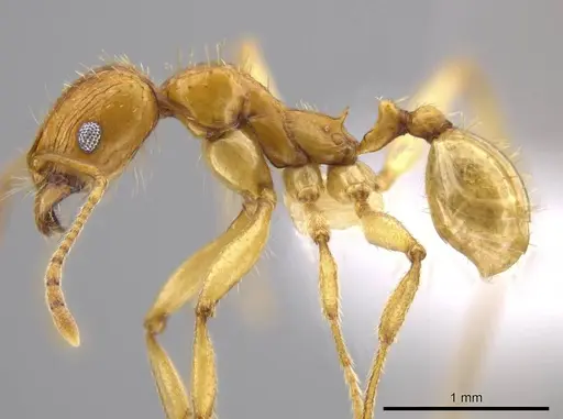 Pheidole tsontekonwei specimen CASENT0624314 image casent0624314_3