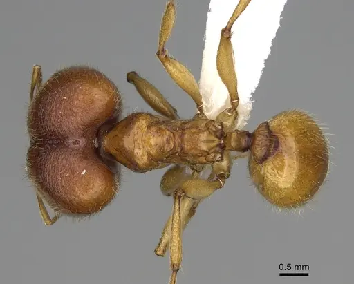 Pheidole tsontekonwei specimen CASENT0624323 image casent0624323_1