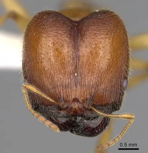 Pheidole tsontekonwei specimen CASENT0624323 image casent0624323_2