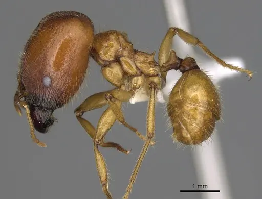 Pheidole tsontekonwei specimen CASENT0624323 image casent0624323_3