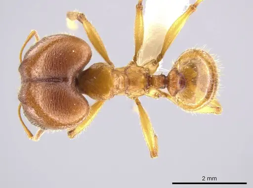 Pheidole tsontekonwei specimen CASENT0624331 image casent0624331_1