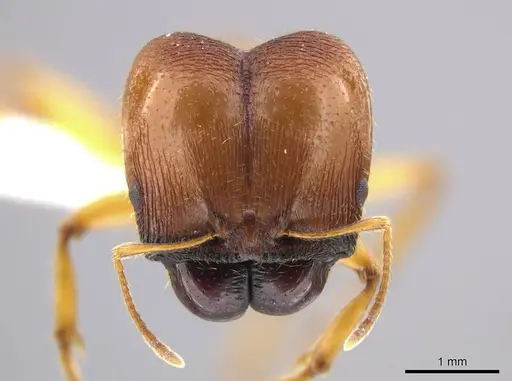 Pheidole tsontekonwei specimen CASENT0624331 image casent0624331_2
