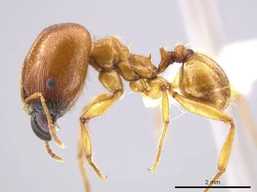Pheidole tsontekonwei specimen CASENT0624331 image casent0624331_3