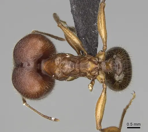 Pheidole tsontekonwei specimen CASENT0636644 image casent0636644_1