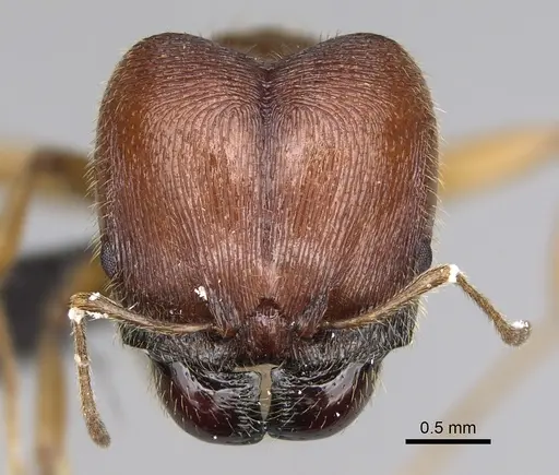 Pheidole tsontekonwei specimen CASENT0636644 image casent0636644_2