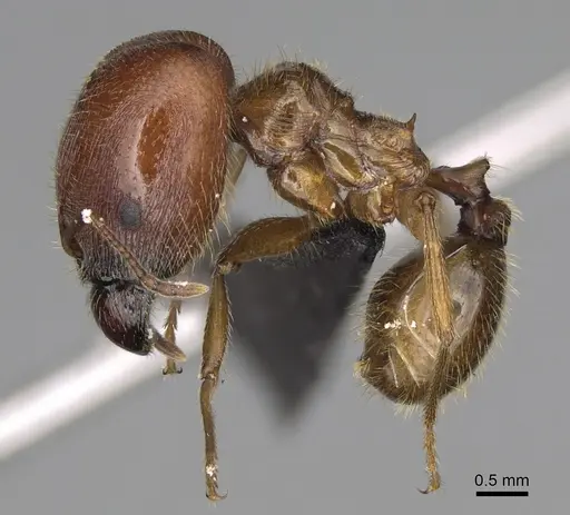 Pheidole tsontekonwei specimen CASENT0636644 image casent0636644_3