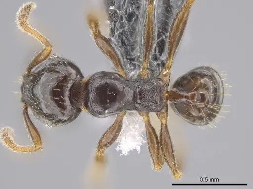 Pheidole tuculutan specimen CASENT0612788 image casent0612788_1