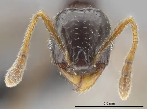 Pheidole tuculutan specimen CASENT0612788 image casent0612788_2