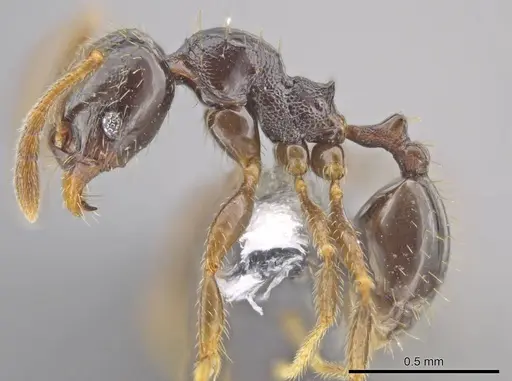 Pheidole tuculutan specimen CASENT0612788 image casent0612788_3