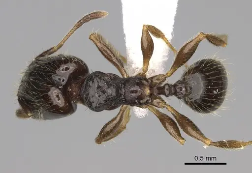 Pheidole tuculutan specimen CASENT0612793 image casent0612793_1