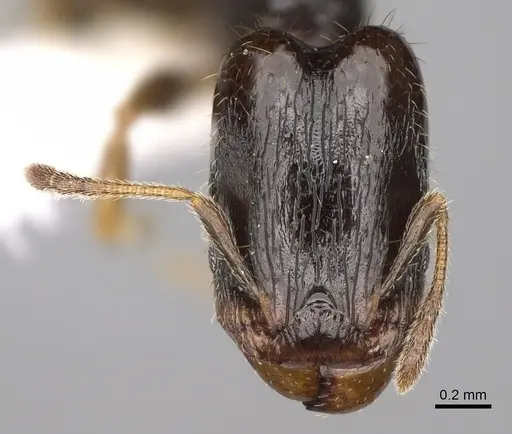 Pheidole tuculutan specimen CASENT0612793 image casent0612793_2