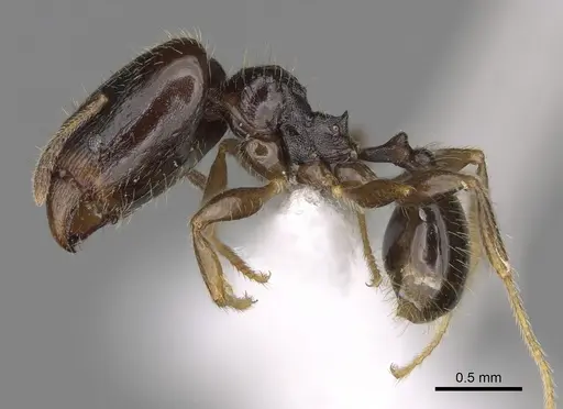 Pheidole tuculutan specimen CASENT0612793 image casent0612793_3