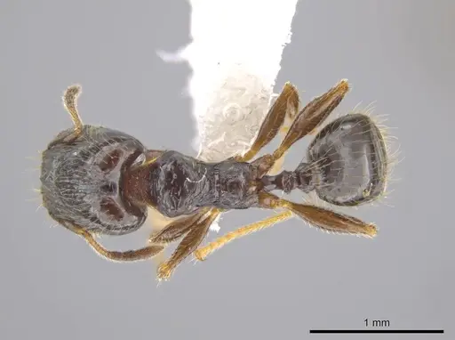 Pheidole tuculutan specimen CASENT0612794 image casent0612794_1