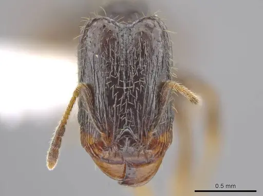 Pheidole tuculutan specimen CASENT0612794 image casent0612794_2