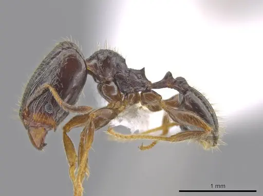 Pheidole tuculutan specimen CASENT0612794 image casent0612794_3